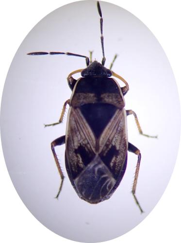 Réf. 319 699 : Trapezonotus dispar